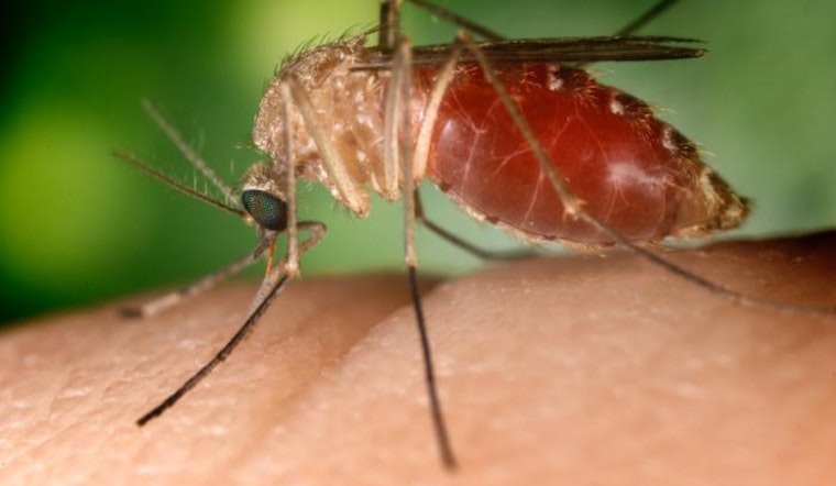 San Diego's Rolando Neighborhood on Alert as Mosquitoes Test Positive for West Nile Virus