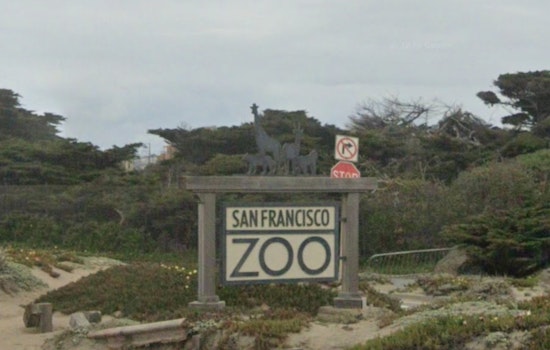 San Francisco Zoo CEO Peterson Resolute Amid Calls for Resignation and Funding Freeze