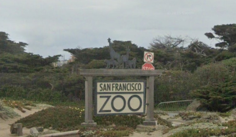 San Francisco Zoo CEO Peterson Resolute Amid Calls for Resignation and Funding Freeze
