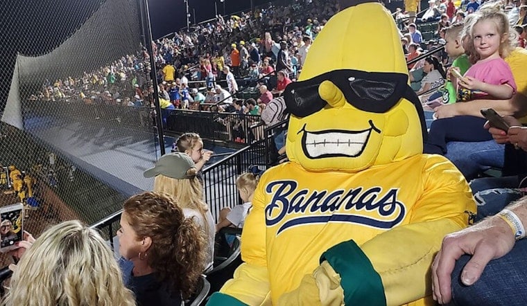 Savannah Bananas Electrify Cincinnati With 'Banana Ball' Spectacle at Great American Ball Park