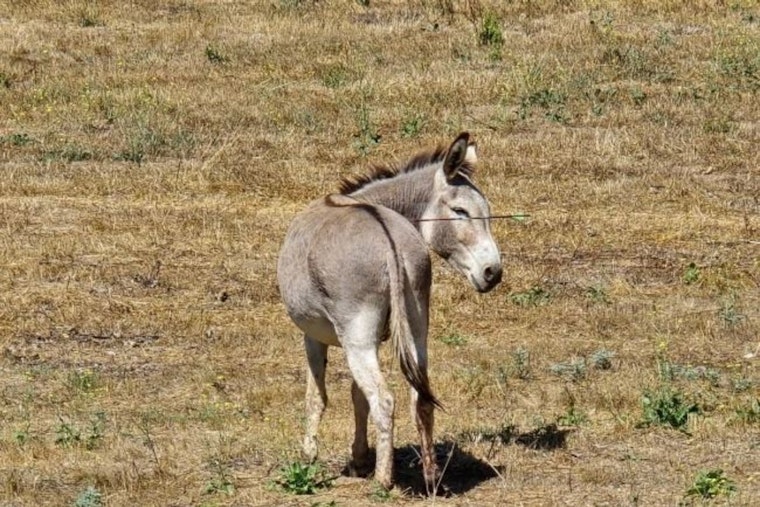 Search for Suspect Intensifies After Wild Donkeys in Moreno Valley Wounded by Arrows