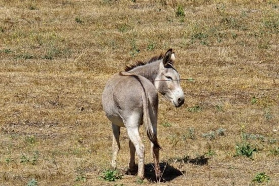 Search for Suspect Intensifies After Wild Donkeys in Moreno Valley Wounded by Arrows