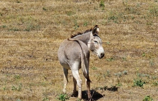 Search for Suspect Intensifies After Wild Donkeys in Moreno Valley Wounded by Arrows