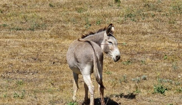 Search for Suspect Intensifies After Wild Donkeys in Moreno Valley Wounded by Arrows
