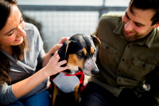Shrewsbury Calls for Pet Restraint Compliance to Ensure Safe, Serene Summer for Residents