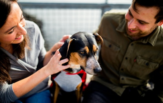 Shrewsbury Calls for Pet Restraint Compliance to Ensure Safe, Serene Summer for Residents