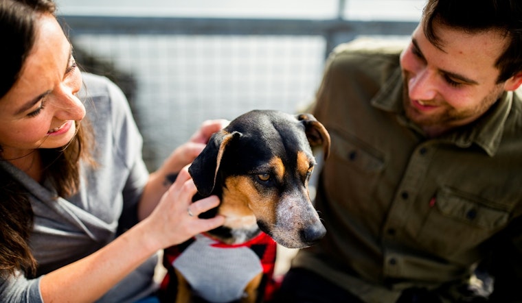 Shrewsbury Calls for Pet Restraint Compliance to Ensure Safe, Serene Summer for Residents