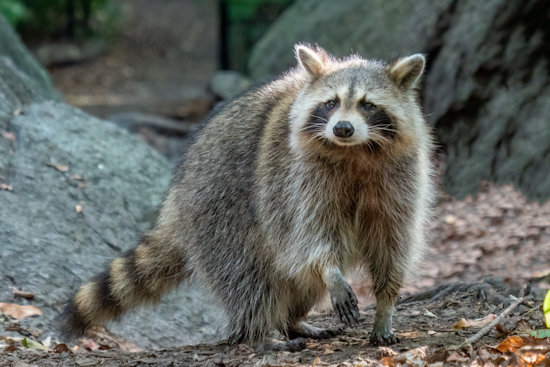Silver Spring Community on Alert After Suspected Rabid Raccoon Bites Two