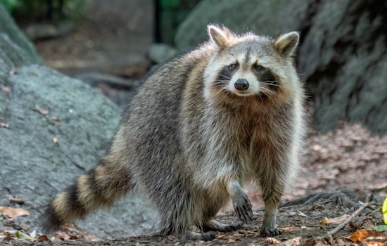 Silver Spring Community on Alert After Suspected Rabid Raccoon Bites Two