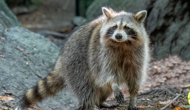 Silver Spring Community on Alert After Suspected Rabid Raccoon Bites Two