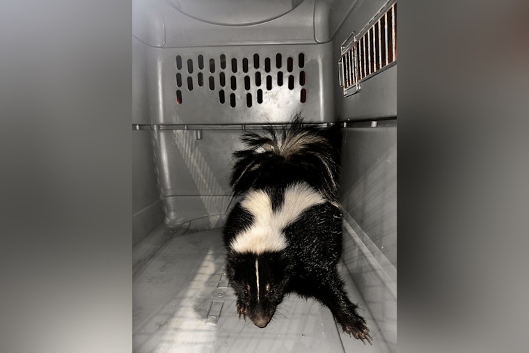 Skunk Encounter at Kaka‘ako Waterfront Park Leads to Swift Honolulu Police and Agriculture Dept. Response