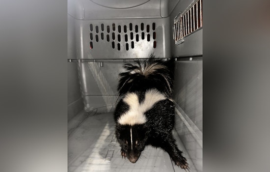 Skunk Encounter at Kaka‘ako Waterfront Park Leads to Swift Honolulu Police and Agriculture Dept. Response