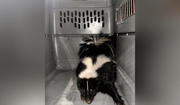 Skunk Encounter at Kaka‘ako Waterfront Park Leads to Swift Honolulu Police and Agriculture Dept. Response