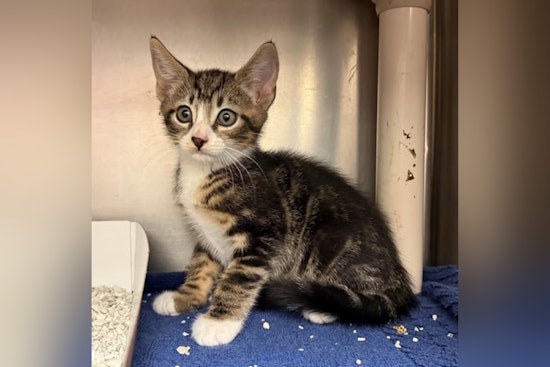 St. Johns County Hosts "Meow-velous" Cat Adoption Event at Bartram Trail Library