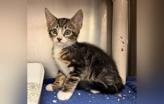 St. Johns County Hosts "Meow-velous" Cat Adoption Event at Bartram Trail Library