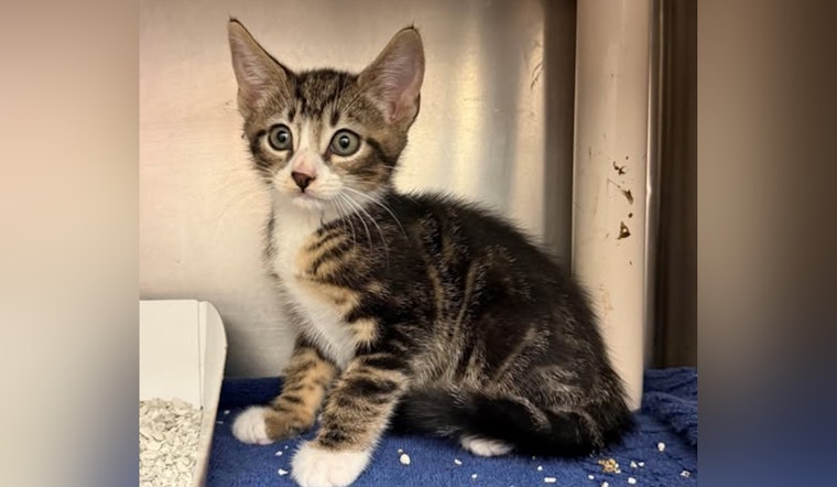 St. Johns County Hosts "Meow-velous" Cat Adoption Event at Bartram Trail Library