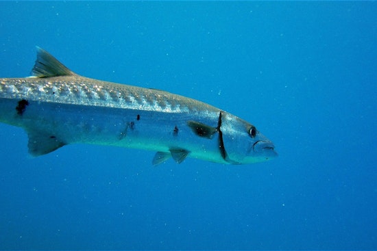 Swimmer Injured in Suspected Barracuda Encounter Off Fort Lauderdale Beach