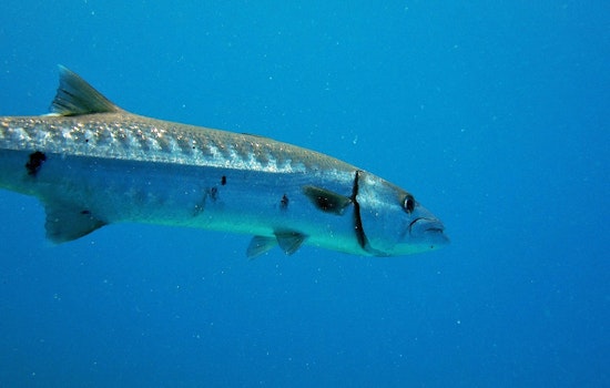 Swimmer Injured in Suspected Barracuda Encounter Off Fort Lauderdale Beach