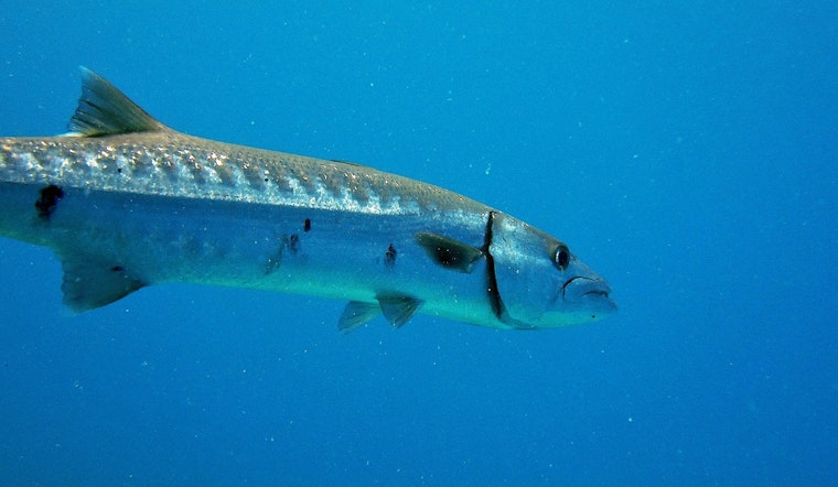 Swimmer Injured in Suspected Barracuda Encounter Off Fort Lauderdale Beach