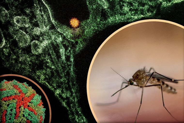 Tarrant County Adjusts Mosquito Control Strategy Amid West Nile Virus Concerns