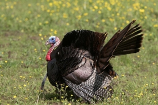 Tennessee's Spring Turkey Harvest Declines Amid Unfavorable Weather and Poor Reproduction Rates