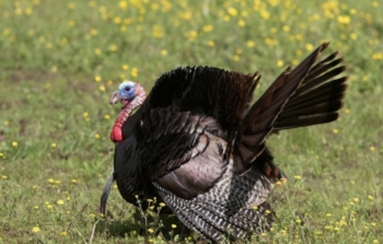 Tennessee's Spring Turkey Harvest Declines Amid Unfavorable Weather and Poor Reproduction Rates