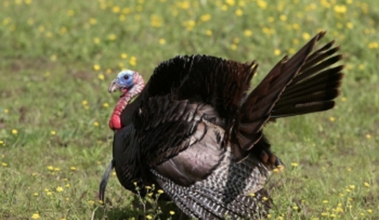 Tennessee's Spring Turkey Harvest Declines Amid Unfavorable Weather and Poor Reproduction Rates