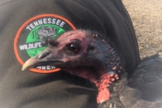 Tennessee Wildlife Resources Agency Invites Public Participation in Annual Wild Turkey Survey Through August 31