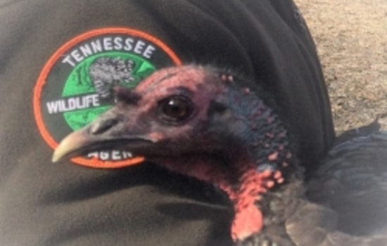 Tennessee Wildlife Resources Agency Invites Public Participation in Annual Wild Turkey Survey Through August 31