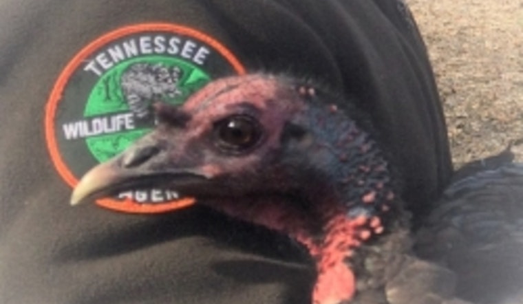 Tennessee Wildlife Resources Agency Invites Public Participation in Annual Wild Turkey Survey Through August 31