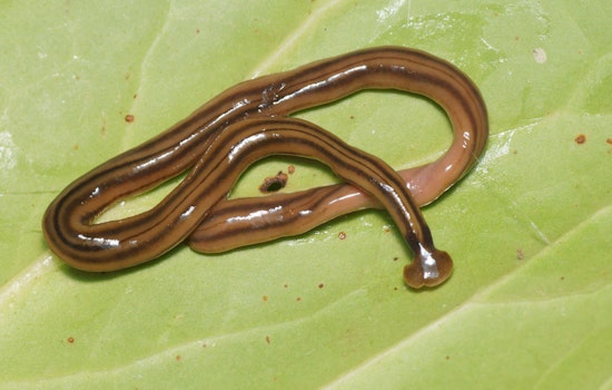 Texas Grapples with Invasive Hammerhead Flatworms, a Threat to Ecosystems and Human Health