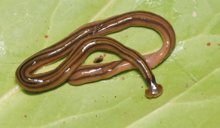 Texas Grapples with Invasive Hammerhead Flatworms, a Threat to Ecosystems and Human Health