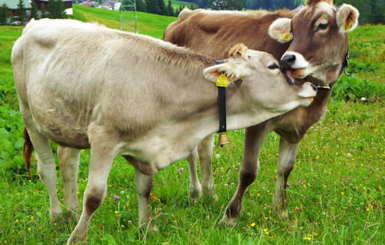 Texas Joins States Banning Lab-Grown Meat, Citing Health and Safety Concerns