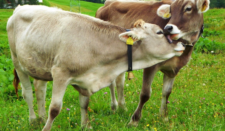 Texas Joins States Banning Lab-Grown Meat, Citing Health and Safety