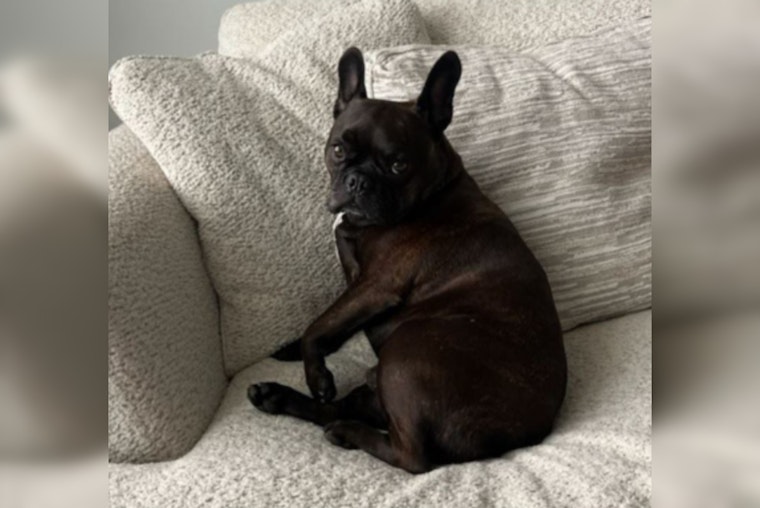 Third Suspect Arrested in Charlotte Dog-Theft Case, French Bulldog Julio Still Missing