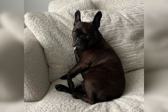 Third Suspect Arrested in Charlotte Dog-Theft Case, French Bulldog Julio Still Missing