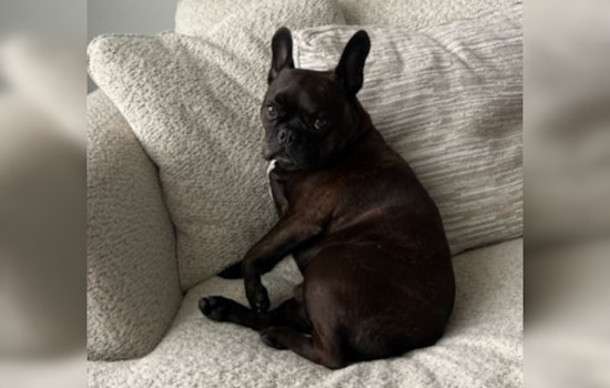 Third Suspect Arrested in Charlotte Dog-Theft Case, French Bulldog Julio Still Missing