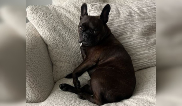 Third Suspect Arrested in Charlotte Dog-Theft Case, French Bulldog Julio Still Missing