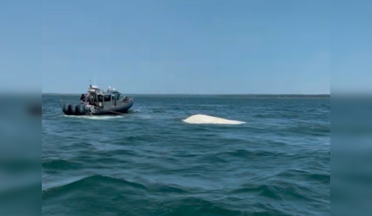 Three Rescued from Capsized Boat Off Marion Coast by Quick-Acting Harbormaster and Emergency Services