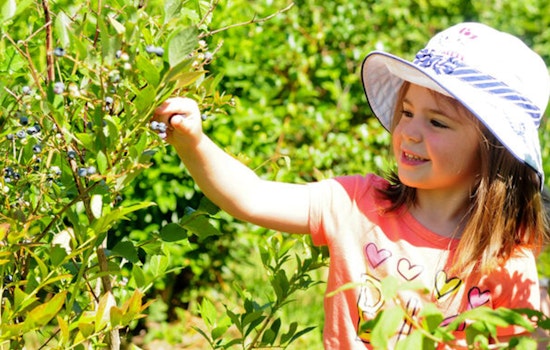 U-Pick Blueberry Season Kicks Off at Mercer Slough Farm Stand in Bellevue