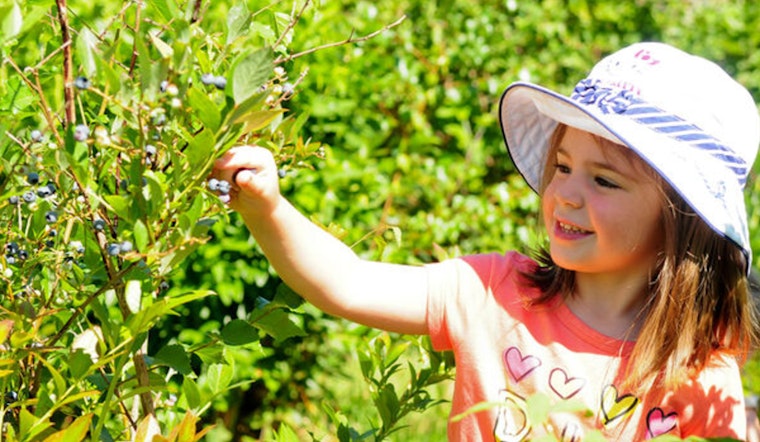 U-Pick Blueberry Season Kicks Off at Mercer Slough Farm Stand in Bellevue