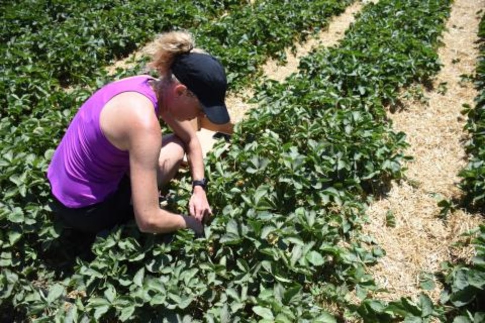U-Pick Strawberry Season Blossoms in Macomb County, Verellen Orchards Invites Fruit Lovers