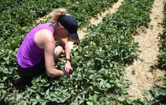 U-Pick Strawberry Season Blossoms in Macomb County, Verellen Orchards Invites Fruit Lovers