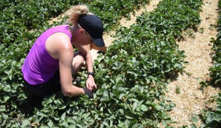 U-Pick Strawberry Season Blossoms in Macomb County, Verellen Orchards Invites Fruit Lovers