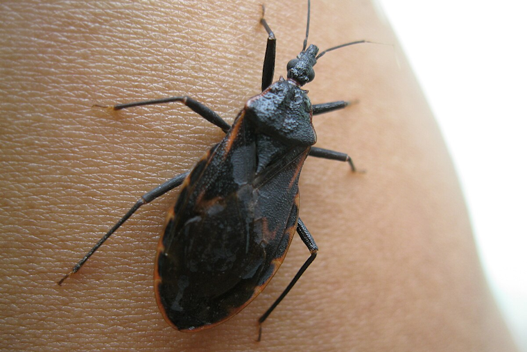 University of Cincinnati Scientists Forge New Paths in the Fight Against Chagas Disease