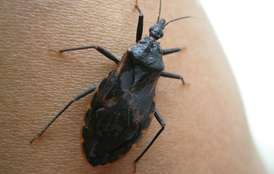 University of Cincinnati Scientists Forge New Paths in the Fight Against Chagas Disease