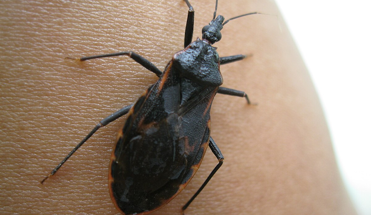 University of Cincinnati Scientists Forge New Paths in the Fight Against Chagas Disease