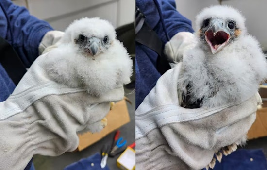 University of Michigan Welcomes Peregrine Chicks 'Victoria' and 'Valiant' to Ann Arbor Campus