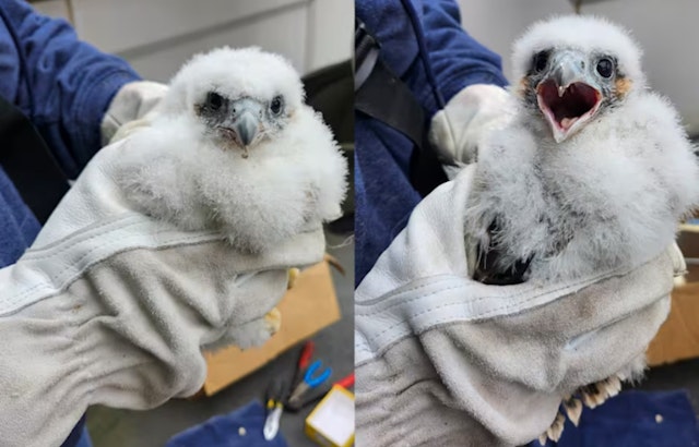University of Michigan Welcomes Peregrine Chicks 'Victoria' and 'Valiant' to Ann Arbor Campus