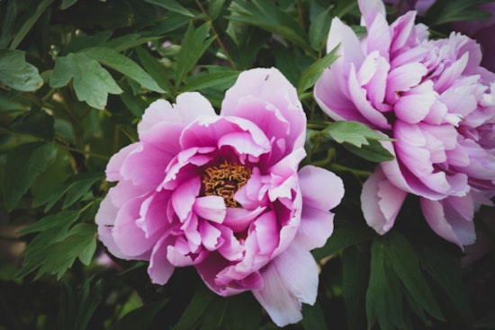 University of Michigan's Peony Garden Vandalized, Hundreds of Flowers Destroyed at Matthaei Botanical Gardens